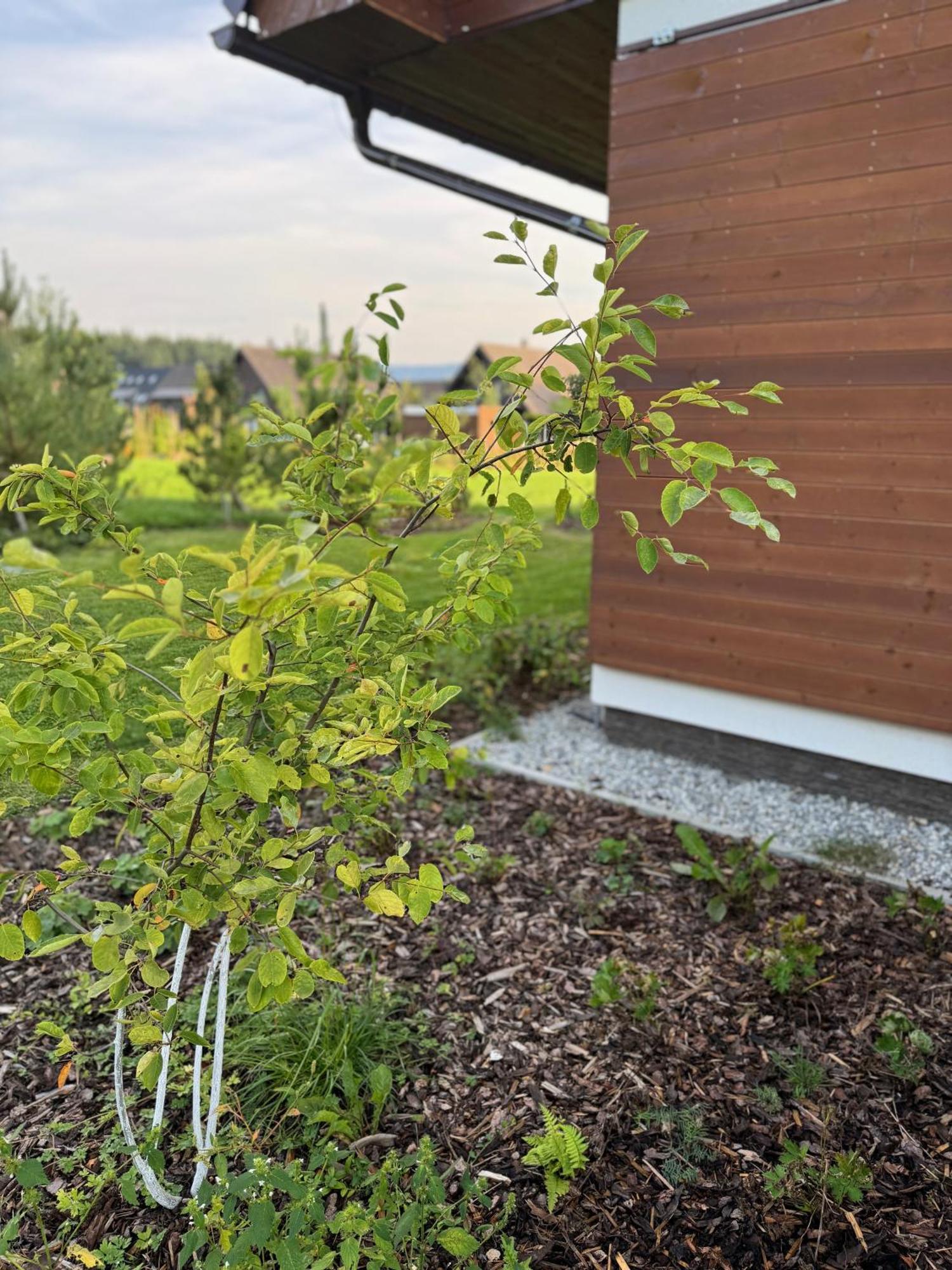 Apartmány Černý vlk, Borová Lada Exteriér fotografie